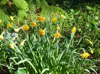 P1080873Narcissen.webp