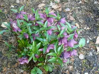 P1080878Lenzrose.webp