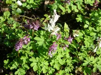 P1080879Lerchensporn.webp