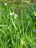 P1080883Was ist das.webp