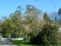 P1080884Magnolie.webp