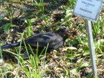 P1080886Amsel.jpg