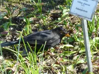 P1080886Amsel.webp