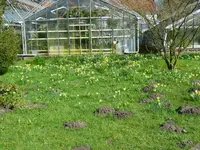 P1080887Narcissen.webp