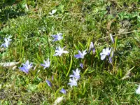 P1080895Blausternchen.webp