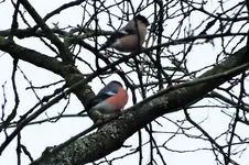 DSCF5524 (2).webp