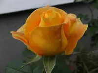 023.webp