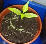 20160402_Tag52 (3).webp