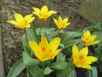 Wildtulpe 001.webp