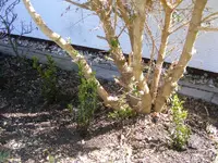 Buchs rechts.webp