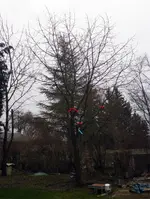 baum.jpg