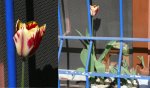 Fensterbretttulpe.jpg