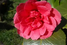 SAM_0866.webp