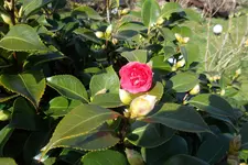 SAM_0867.webp