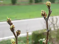 Ameisen am Birnbaum.jpg