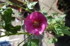 SAM_0858.webp