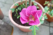 SAM_0878.webp