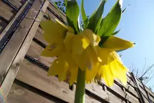 SAM_0854.webp
