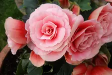 SAM_0871.webp