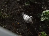 DSCF4064.webp