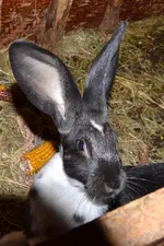 Bei Onkel Fritz_0051.webp