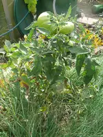 Tomate im Schnittlauch.webp