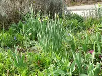 Blumenbeet.webp