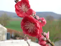 Melred Pfirsich.webp