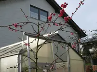 Pfirsich Melred.webp