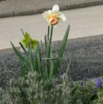 Narzisse 1.webp
