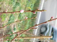 Roter Weinbergpfirsich.webp