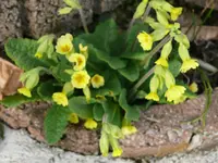Schlüsselblume.webp
