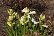 Hyazinthe weiss_grün_Blüte_800.webp