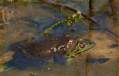 Erdkröte_Liebe_umklammert_Teichfrosch2_900.webp