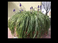 Traubenhyacinthen 2016.jpg