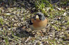 DSCN5459.webp