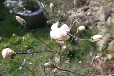 SAM_0884.webp