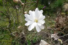 SAM_0891.webp