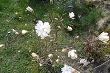 SAM_0892.webp