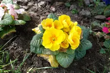 SAM_0887.webp