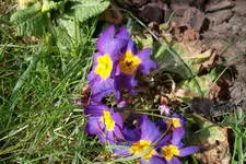 SAM_0889.webp