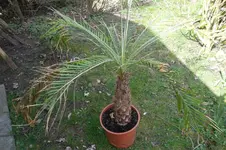 SAM_0885.webp