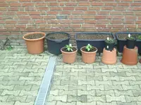Chilli.webp