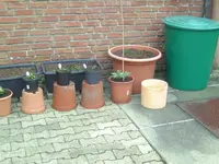 Chilli (2).webp