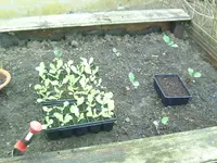 Hochbeet.webp