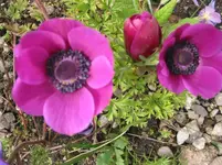 013.webp