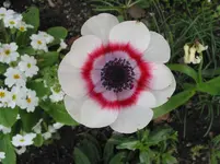 008.webp