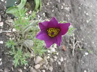 017.webp