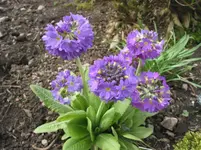 011.webp