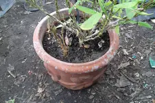 SAM_0898.webp